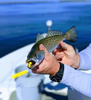 Spotted Sea Trout in Palm Valley, FL